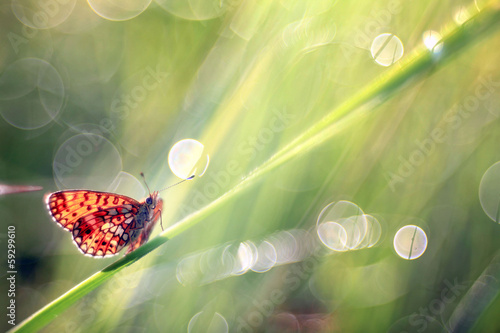 butterfly on a blade of grass dew freshness