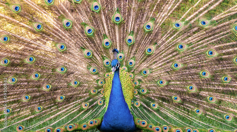 Fototapeta premium Peacock