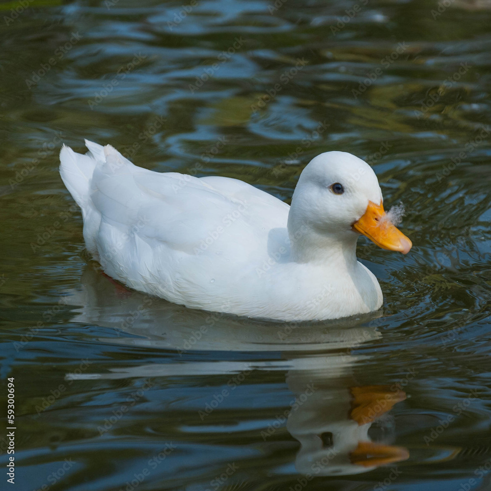 White little duck floats on the water surface White little duck floats on the water surface