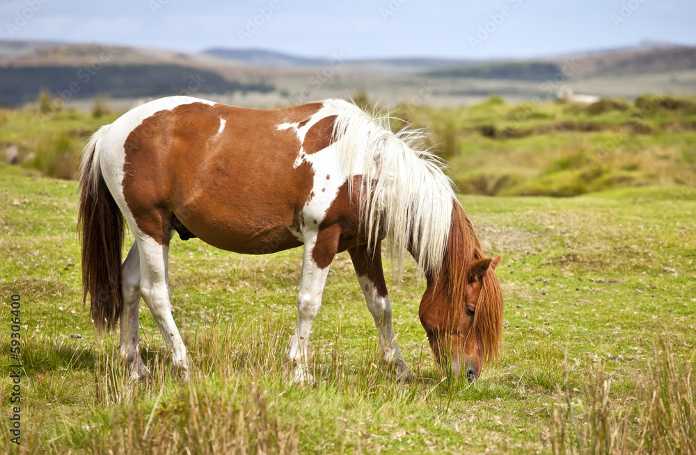 Obraz premium Dartmoor National Park Pony