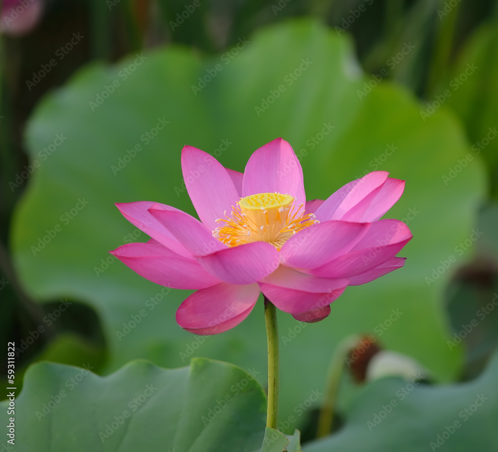blooming lotus flower blooming lotus flower