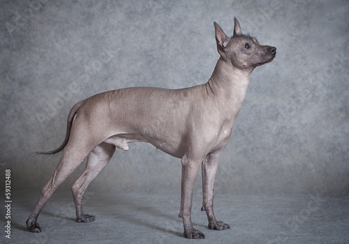 Xoloitzcuintle male dog against grey background