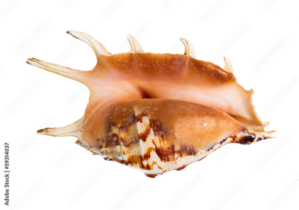the big cockleshell is isolated on a white background the big cockleshell is isolated on a white background