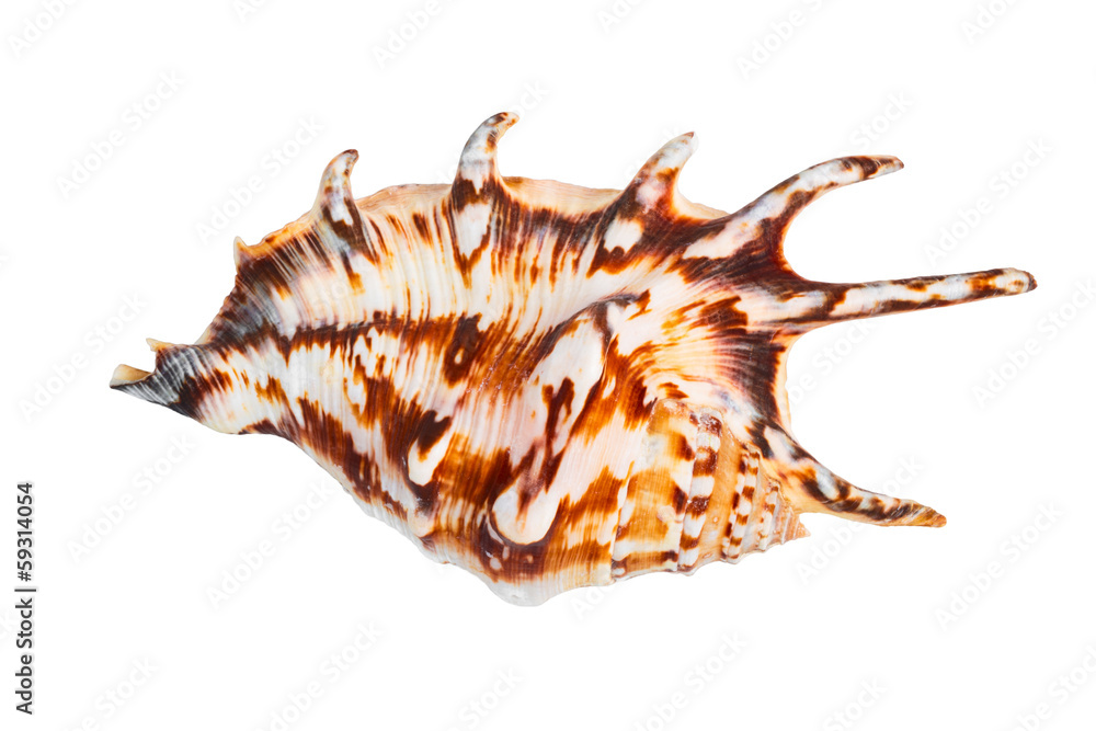 the cockleshell is isolated on a white background the cockleshell is isolated on a white background