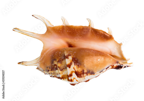 the big cockleshell is isolated on a white background