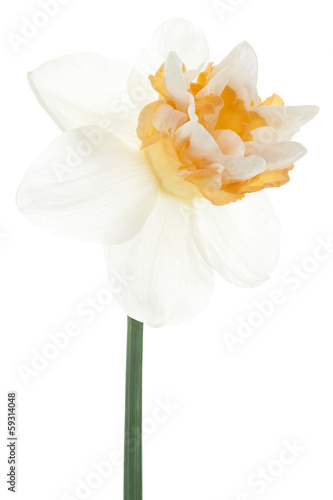 Fototapeta Naklejka Na Ścianę i Meble -  daffodil