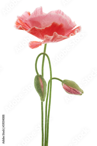 Fototapeta Naklejka Na Ścianę i Meble -  poppy