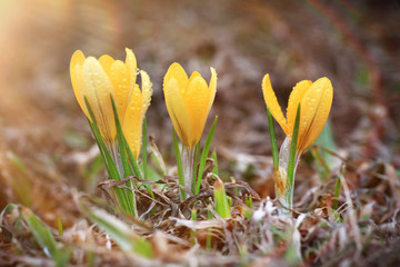 Wandcirkels Krokussen Gele krokus in voorjaarstuin  © kichigin19
