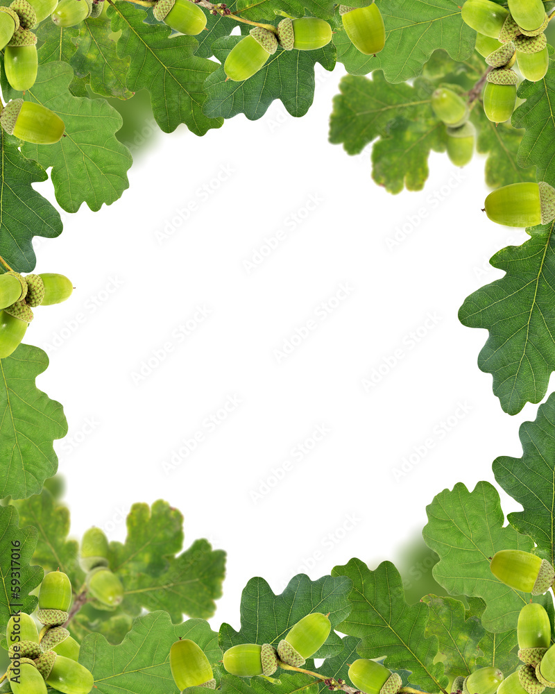 frame from green acorns and leaves on white