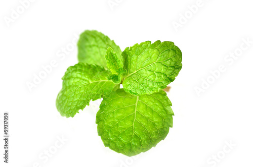 Fresh mint close up isolated