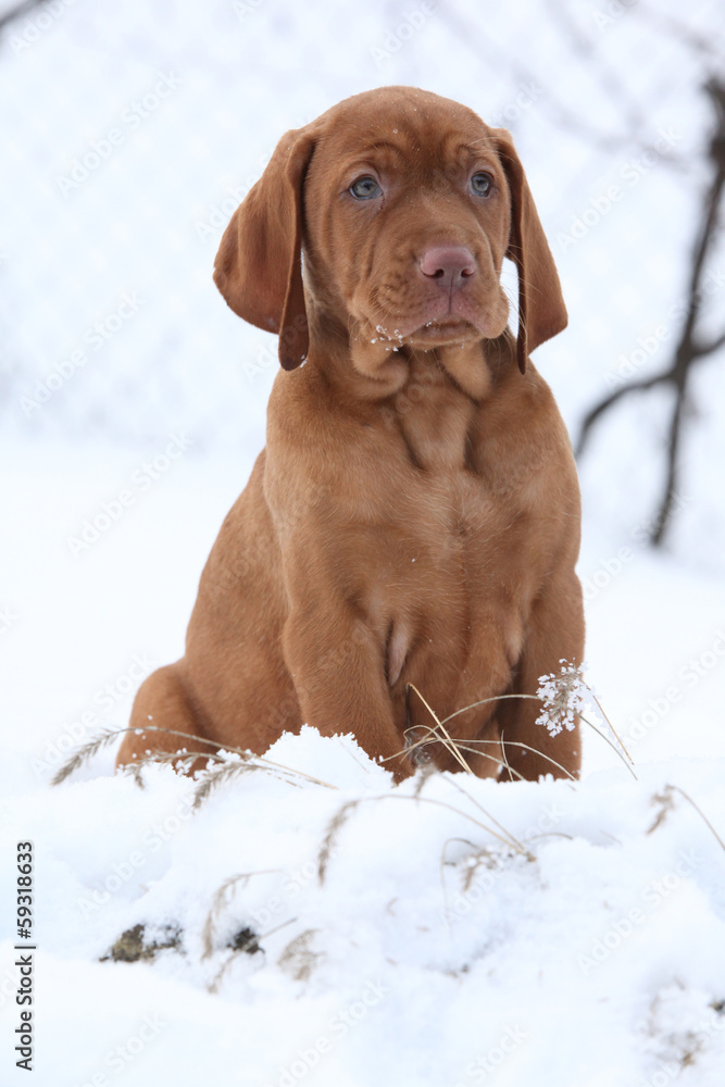 Hungarian Short-haired Pointing Dog in winter Hungarian Short-haired Pointing Dog in winter