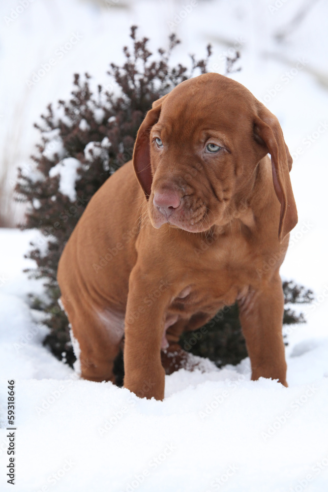 Hungarian Short-haired Pointing Dog in winter Hungarian Short-haired Pointing Dog in winter
