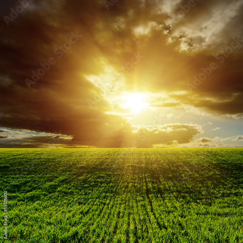 sunset over green agricultural field