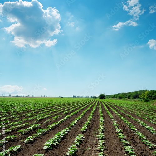 field with green sunflowers and blue sky with clouds
