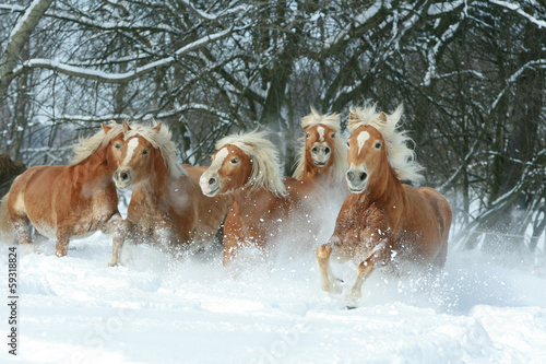 konie-na-zimowym-spacerze
