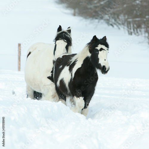 Mare with foal together in winter