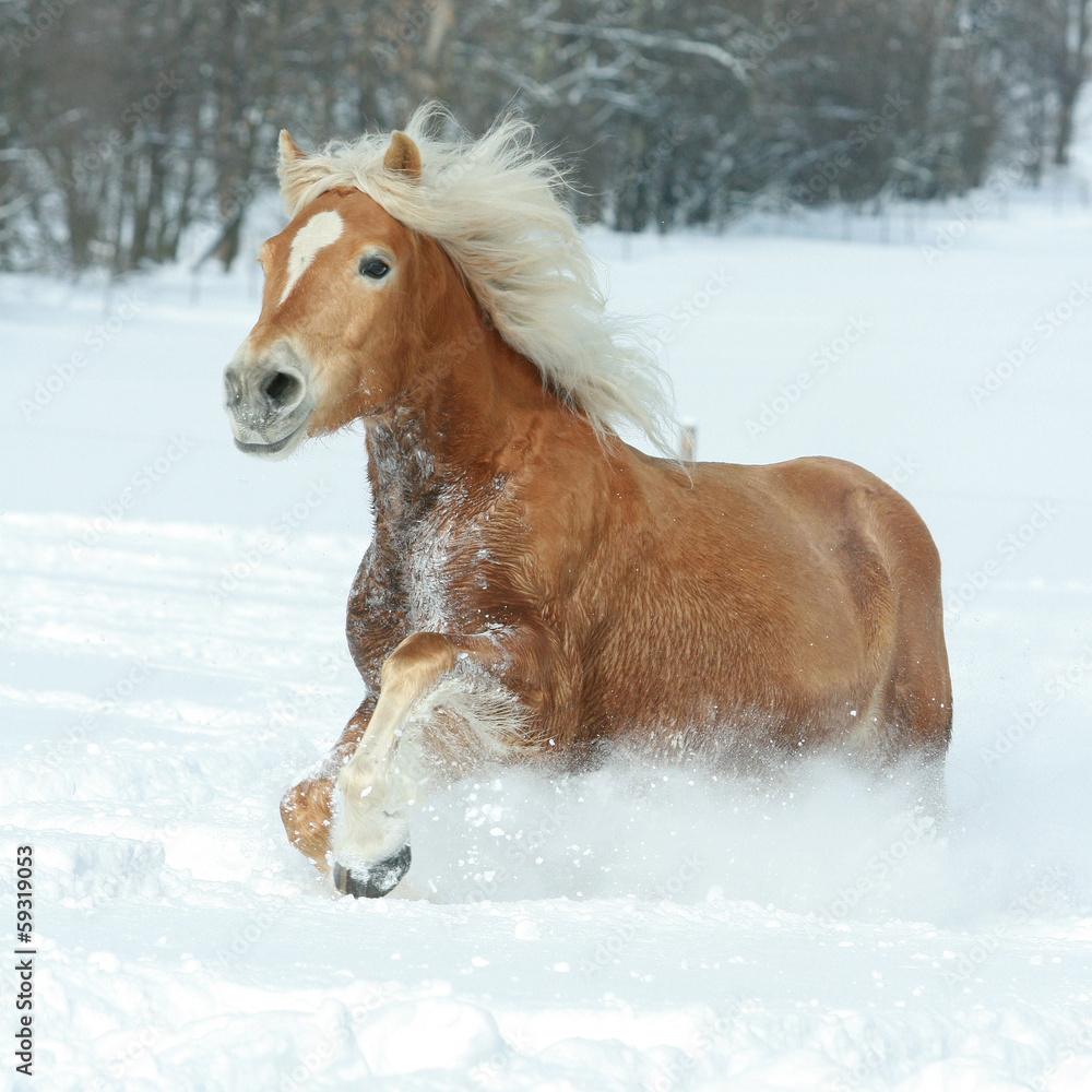 Beautiful haflinger with long mane running in the snow
