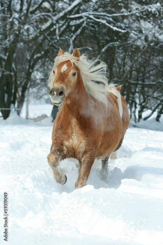 Haflinger with long mane running in the snow