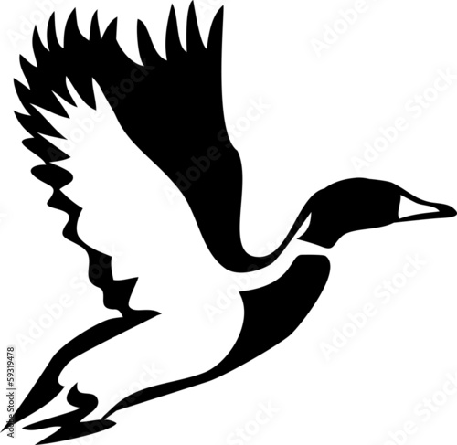 flying wild duck