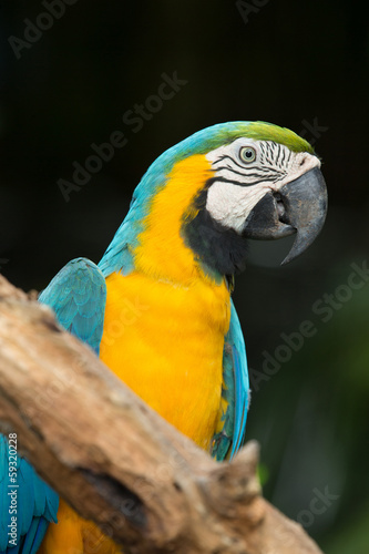 parrot © Pakhnyushchyy