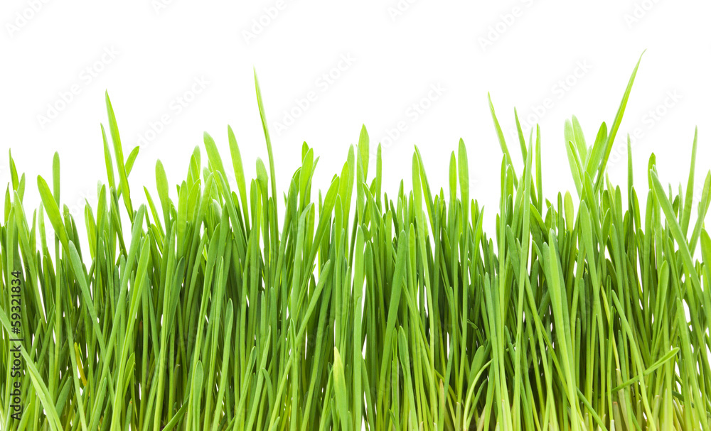 Green grass Green grass