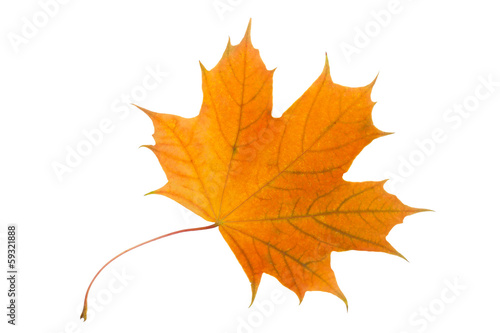 Maple leaf © Sailorr