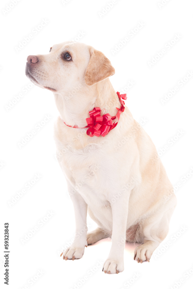 golden retriever with red ribbon isolated on white golden retriever with red ribbon isolated on white