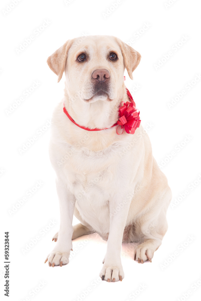golden retriever with red ribbon sitting  isolated on white