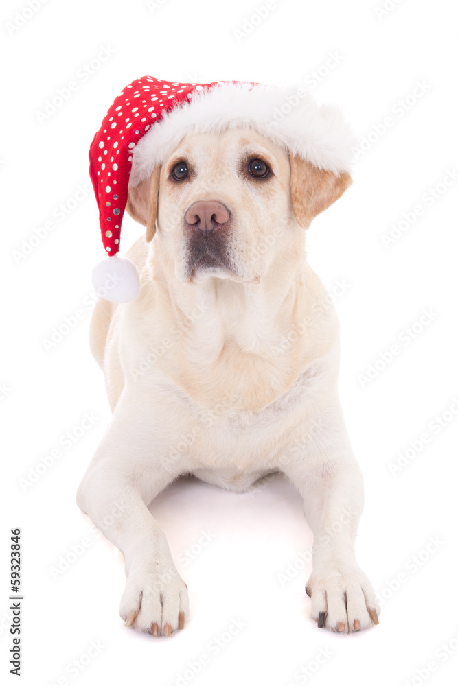 dog in santa hat isolated on white