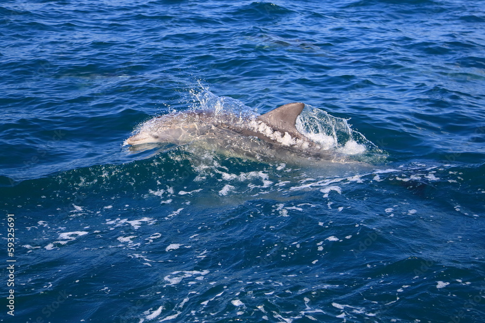 Naklejka premium 野生のイルカ