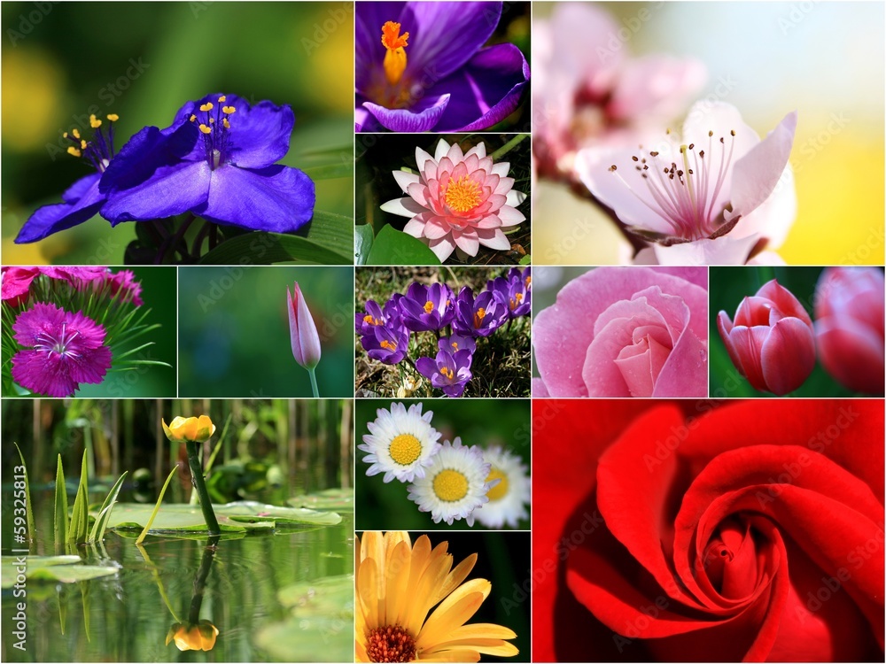 Blumen Blumen