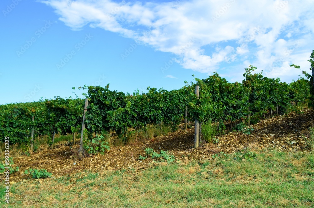 Obraz premium Vineyard in Chianti region, Tuscany, Italy