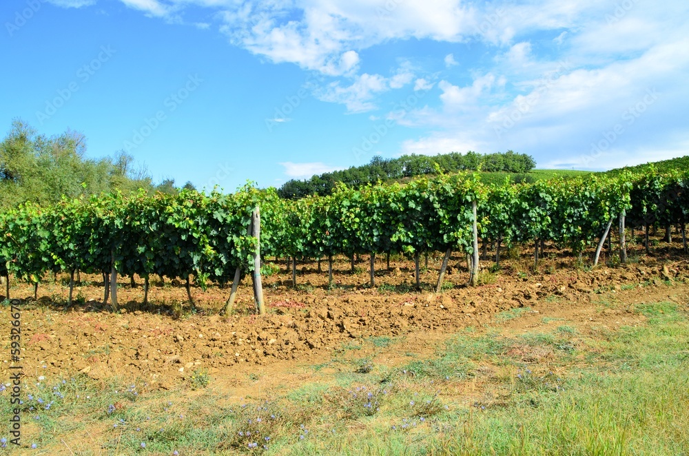 Vineyard in Chianti region, Tuscany, Italy