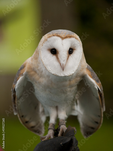 Portrait of a barn owl (Tyto alba) ready for flight
