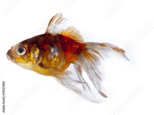 Colorful goldfish with long fins over a white background
