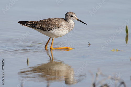 Lesser Yellowlegs Calling