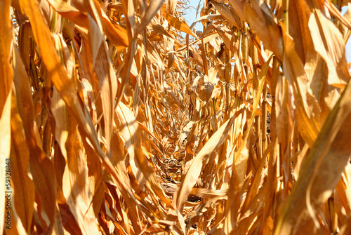 Corn field background