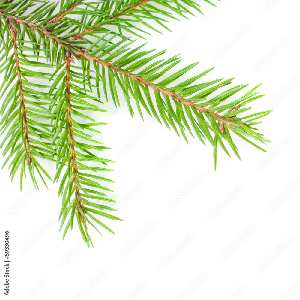 Obraz premium Fir tree branch - isolated on white