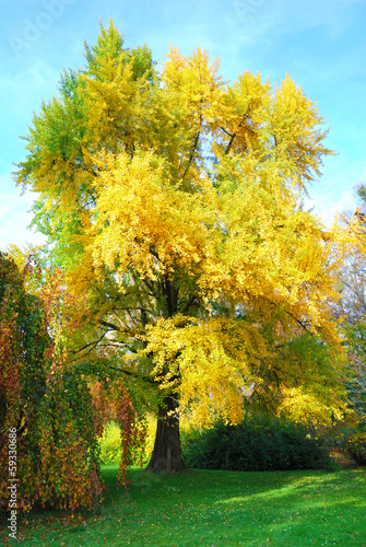 Tall gingko biloba tree with golden leaves