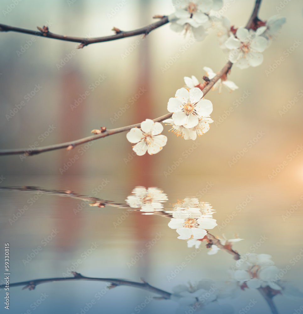 blossoming branch on defocused light background blossoming branch on defocused light background