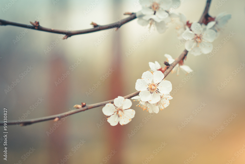 blossoming branch on defocused light background blossoming branch on defocused light background