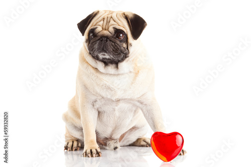 pug dog  und heart isolated on white background