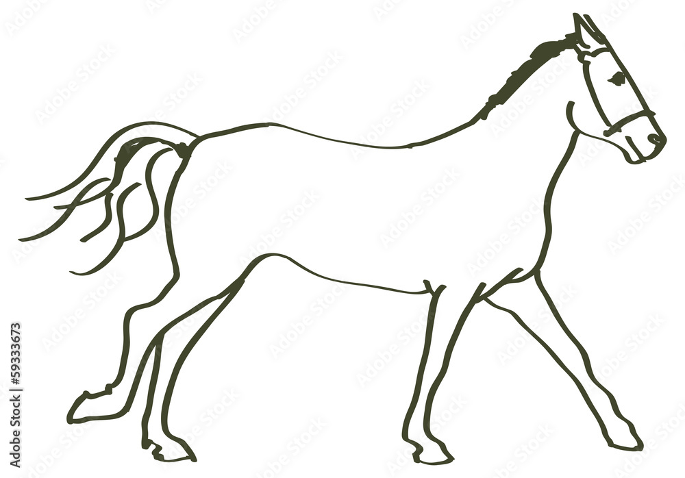 hand drawn horse