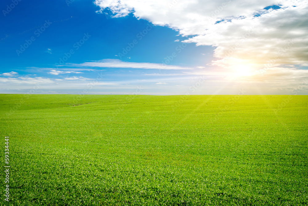Green meadow of wheat. Composition of nature. Green meadow of wheat. Composition of nature.