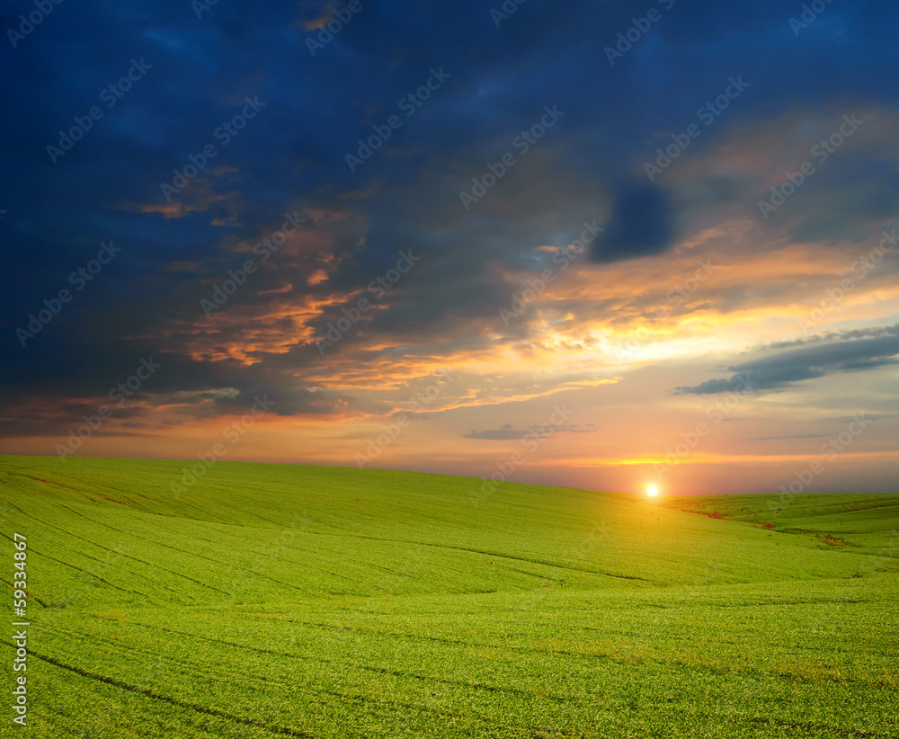 Green meadow of wheat. Composition of nature. Green meadow of wheat. Composition of nature.