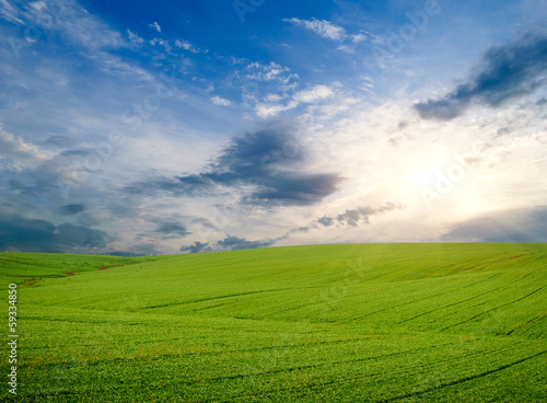 Green meadow of wheat. Composition of nature.