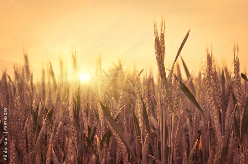 Obraz premium spikelets of oats in the field