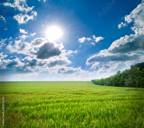 Green meadow of wheat. Composition of nature.