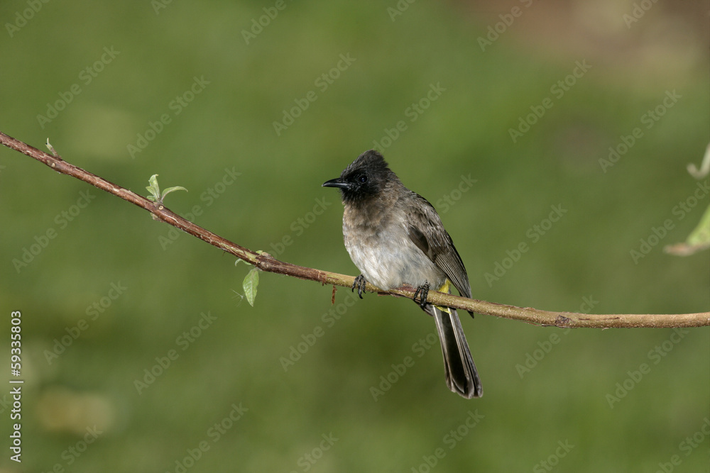 Yellow-vented bulbul, Pycnonotus goiavier Yellow-vented bulbul, Pycnonotus goiavier