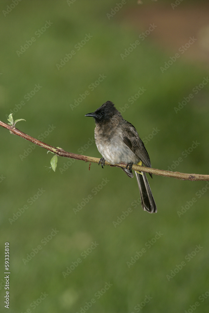 Yellow-vented bulbul, Pycnonotus goiavier Yellow-vented bulbul, Pycnonotus goiavier